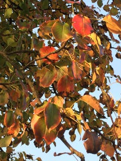 Rebenblätter in der Herbstabendsonne bei Sursee. (Bild: Carmela Rösch, 20. Oktober 2018)