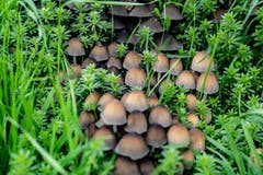 Während meiner Wanderung sah ich in einer Wiese dies schöne Ansammlung von Pilzen. (Bild: Jörg Föhn (Zwischen Greppen und Küssnacht, 9. Oktober 2018))