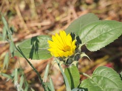 Die Sonnenblume will sich Ende Oktober noch nicht verabschieden. Sie freut sich über die Nährstoffe aus Kompost. (Bild: Rita Räber (Gelfingen, 22. Oktober 2018))