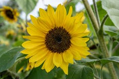 Diese wunderschöne Sonnenblume habe ich beim Alpenhof in Küssnacht gesehen. (Bild: Jörg Föhn (Küssnacht, 9. Oktober 2018))