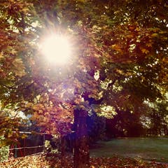 Sonnenschein an einem Herbstmorgen (Bild: Remo Passeri)