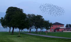 Ein Staren-Schwarm macht sich bereit für den Flug in den Süden. (Bild: Sepp Bernasconi (Stans, 20. Oktober 2018)