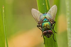 Fliege mit herbstlichem Morgentau (Bild: Franziska Hörler)