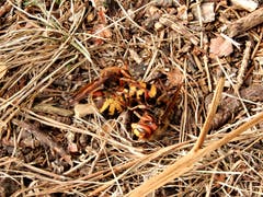 Auf einmal fiel dieser "Tierknäuel" vom Baum, war hier ein Machtkampf im Gang oder sogar eine Art Paarung ? Aufgenommen im Gebiet Flachmoos Schlittenried, Merlischachen. (Bild: Margrith Imhof-Röthlin, 23. Oktober 2018)
