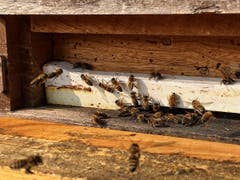 Hochbetrieb im Bienenstock und das am 20.Oktober 2018 (Bild: Toni Sieber)