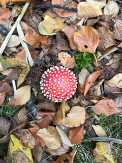 Ein Fliegenpilz im Herbstlaub am Märwilerweiher in Märwil (Bild: Werner Bollhalder)