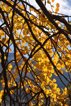 Goldiger Herbst (Bild: Robert Scherrer)