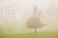 Vogelschwarm in herbstlichen Nebelschwaden (Bild: Franziska Hörler)
