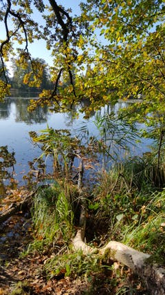 Sonniger Herbsttag am Steinibühlweiher. (Bild: Willy Birrer (Sempach, 23. Oktober 2018))