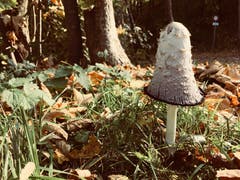 Ein besonderer Pilz hält Wache in der Schwende, Appenzell (Bild: Remo Passero)