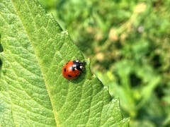 Auch der Marienkäfer ist Mitte Oktober noch unterwegs (Bild: Toni Sieber)