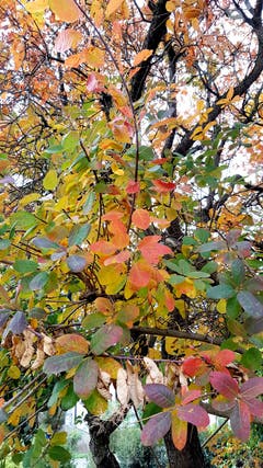 Wunderschöne Herbstfarben in Münchwilen. (Bild: Stephan Lendi)