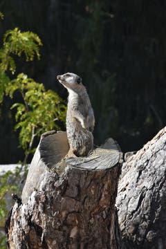 Ein Erdmännchen auf dem Aussichtsposten im Walter Zoo, Gossau (Bild: Robert Scherrer)