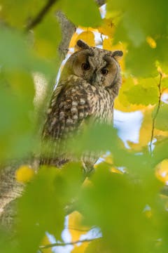 Waldohreule zwischen Herbstlaub (Bild: Edgar Huber)