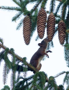 Das Eichhörnchen sucht sich einen Tannenzapfen aus (Bild: Hans Aeschlimann)