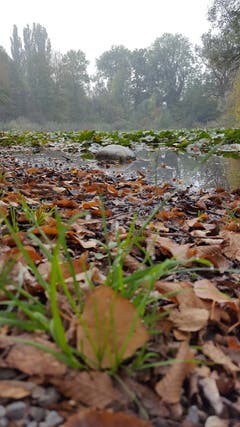 Herbststimmung beim Bodelose Weiher in Münchwilen. (Bild: Stephan Lendi)