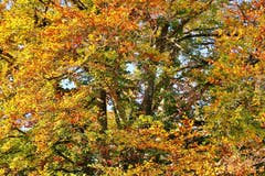 Es leuchtet der Wald auf dem Schwänberg (Bild: Franz Gerhard)