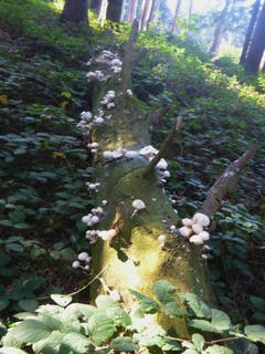 Eine gefällte Buche in Gachnang (Bild: Werner Näf)