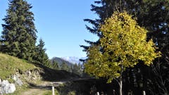 Herbst auf Musenalp NW mit Durchblick zum Glärnisch (Bild: Hans Steiner (22. Oktober 2018))