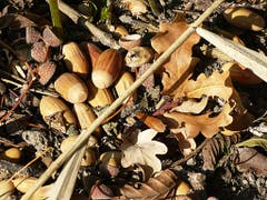 Herbstliches Stillleben. (Bild: Josef Lustenberger (Soppensee, 17. Oktober 2018))
