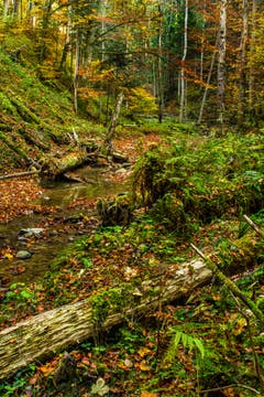 Herbstliche Wildnis in Rehetobel. (Bild: Matthias Rozinek)