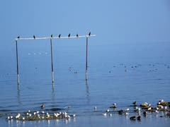 Vier Schwäne werden in Arbon von Kormoranen beobachtet. (Bild: Claude Besançon)