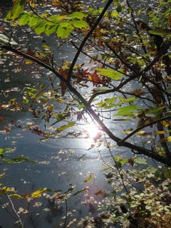Herbst-Spiegelung im Eichweiher ob St.Gallen. (Bild: Paul Sanwald)