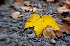 Aufgenommen mit einem speziellen, beweglichen Objektiv, mit dem man mit verkippen mit Schärfe/Unschärfe spielen kann. (Bild: Marianne Schmid (Gunzwil, 23. Oktober 2018))
