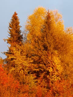 Im Abendrot strahlt die Herbststimmung. (Bild: Reto Schlegel)