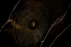 Eine Spinne wartet im Sonnenuntergang auf Beute. (Bild: Matthias Rozinek)