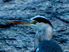 Gefiederter Besuch in Nesslau. (Bild: Renato Maciariello)