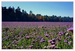 Phacelia-Feld bei Schlatt. (Bild: Thomas Ammann)