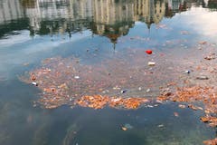 Wenn das Seegras zum Schmutzfilter wird. (Bild: Walter Buholzer (Luzern, 24. Oktober 2018))