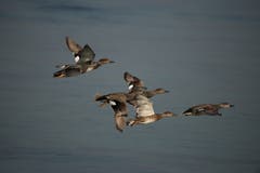 Entenschwarm über dem Untersee. (Bild: Edgar Huber)