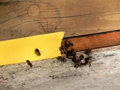 Warum wohl hat man diesen fleissigen Bienen ihren "Tür-Eingang" verklebt, könnte es sein sie kamen nach Hause etwas zu spät ? Bild: Margrith Imhof-Röthlin (Gebiet Haggenegg, Merlischachen, 24. Oktober 2018))