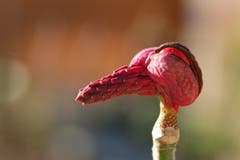 Das ist kein exotischer Vogel, sondern die Frucht einer Magnolie. (Bild Alois Hofer, Gunzwil, 22. Oktober 2018)