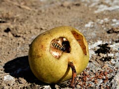 "Freude herrscht"; soeben ist der "Tunnel-Durchstich West-Ost" gelungen! Aufgenommen auf der Wanderung vom Bürgenstock nach Ennetbürgen. (Margrith Imhof-Röthlin (Bürgenstock, 25. Oktober 2018))
