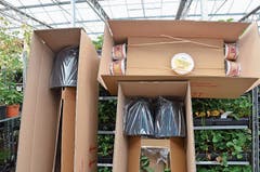Der Online-Verkauf macht einen immer grösser werdenden Anteil am Umsatz von Lubera aus. Die Pflanzen werden gut verpackt verschickt.