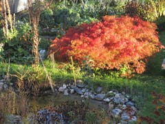 Herbstfarben in Nachbarsgarten. (Bild: Claudine Germann)