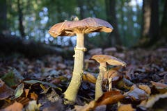 Keck recken sich diese Pilze aus dem Laub im Romanshorner Wald. (Bild: Hansjürg Oesch)