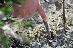 An dieser Stelle wurde der veredelte Apfelbaum auf die «Unterlage» aufgepfropft.