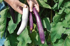 Als neues Projekt versucht sich Lubera an der Züchtung von Gemüse. Hier zu sehen sind zwei von rund 50 Auberginen-Testsorten.