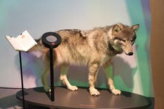 Neben jedem der zehn Tiere in der Ausstellung finden sich schriftliche Angaben und ein Lautsprecher, den man per Zauberstab zum Klingen bringen kann.