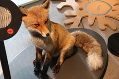 Der Fuchs - oder «Meister Reinecke» - ist eines der bekanntesten, auch in der Stadt anzutreffenden Wildtiere.