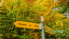 Der sonnige Herbst lädt überall zum Wandern ein, auch am Sitter Strandweg bei Wittenbach. (Bild: Stefan Truffer)