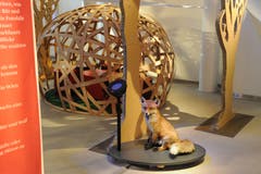 Blick in die Ausstellung, die ursprünglich vom Naturmuseum Winterthur kreiert wurde. Hinter dem Fuchs ist eines der beiden Nester zu erkennen, in denen man Märchen hören kann. (Bild: Naturmuseum Winterthur)
