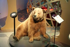 Am Eingang zur St.Galler Version der Ausstellung «Grimms Tierleben - Tiere in Märchen und Forschung» begrüsst einem dieser gemütliche Meister Petz.