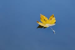 Oh Herbst! Oh Vergänglichkeit! (Bild: Franziska Hörler)