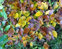 Sinfonie der Herbstfarben, mit kleiner Spinne! (Bild: Josef Habermacher)