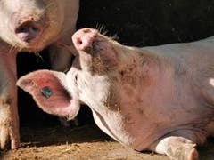 Ich habe ja wirklich «Schwein» und geniesse das herrliche Herbstwetter. Also ich kann mir gerade nicht vorstellen dieses Schwein auf dem Grill zu haben... (Bild: Barbara Küng)
